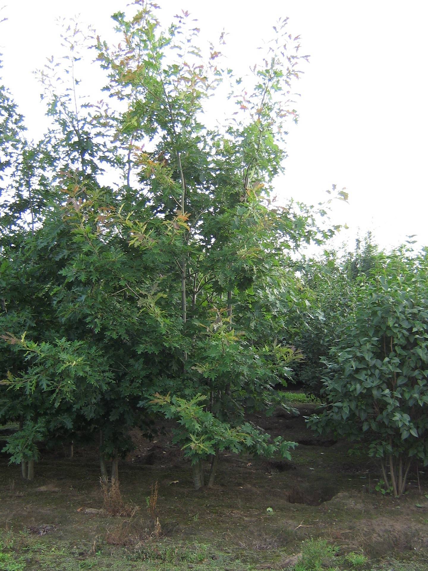 Quercus palustris_09